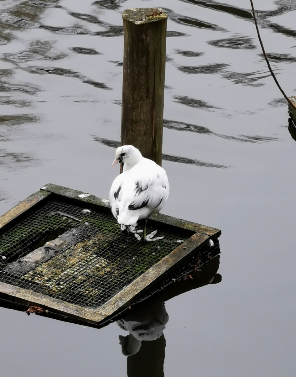 Albino meerkoet? - Vogels - Meerkoet
