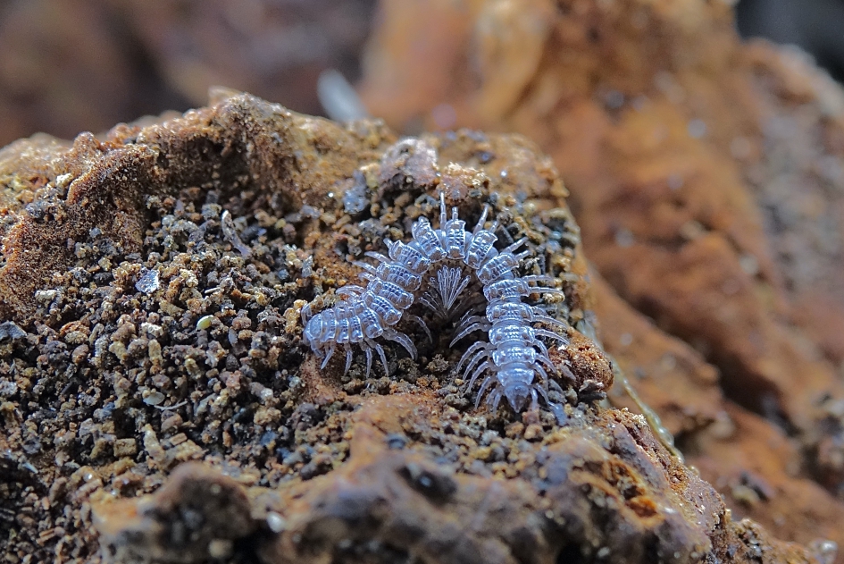 Als van Glas - Geleedpotigen - Grote Platrug