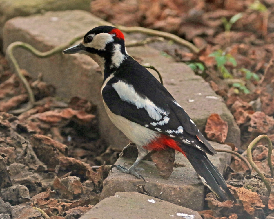 Altijd leuk tuinbezoek - Vogels - Grote bonte specht (man)