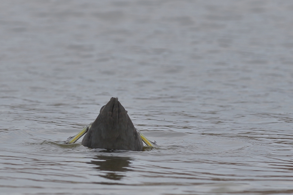 anoniem - Vogels - meerkoet