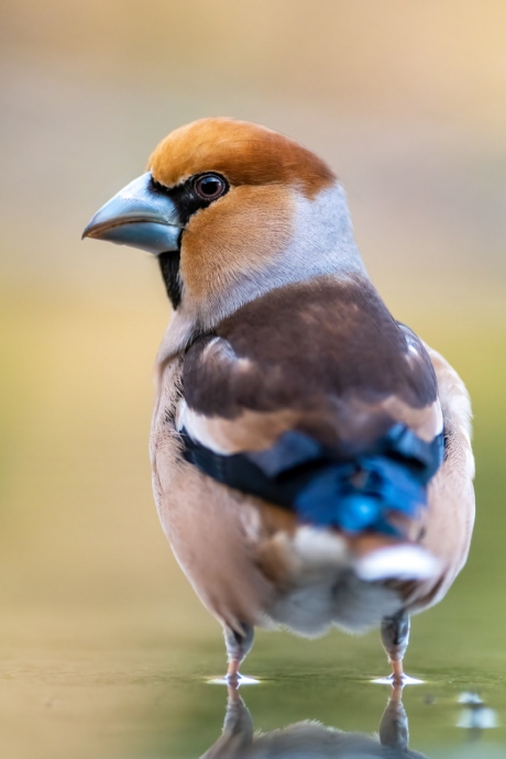 Appelvink #puzzel