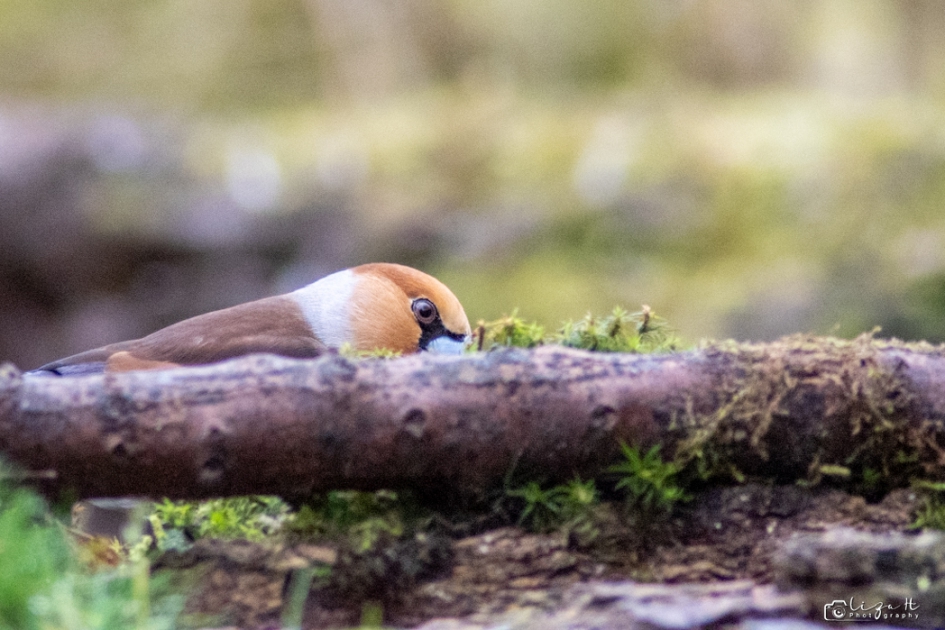 Appelvinkje - Vogels - Appelvink
