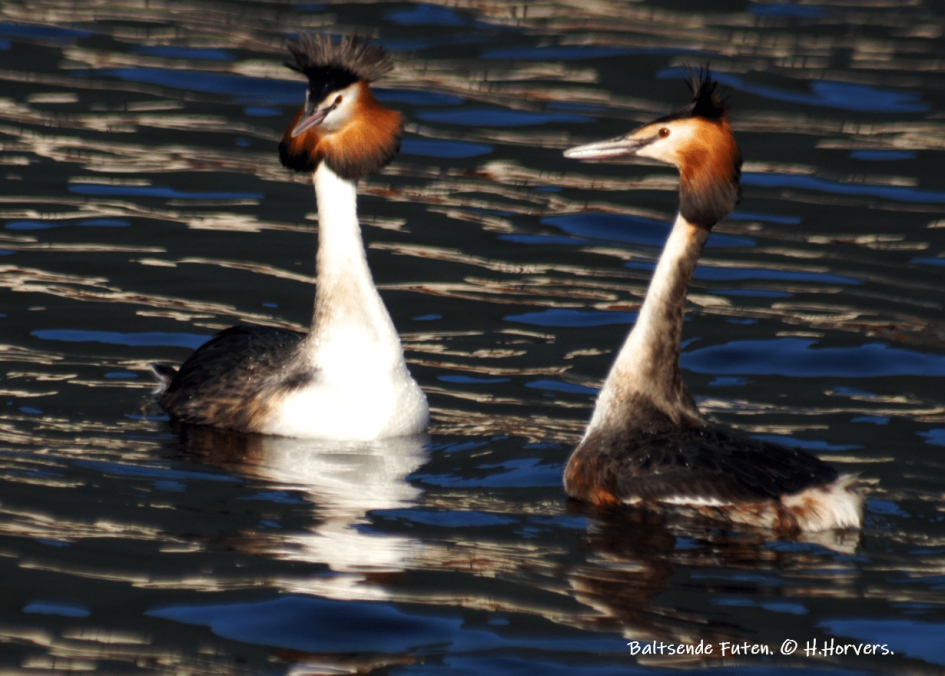 Baltsende Futen - Vogels - Baltsende Futen
