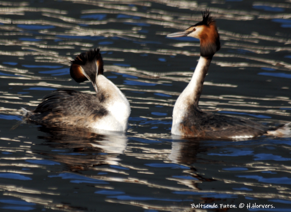 Baltsende Futen - Vogels - Baltsende Futen