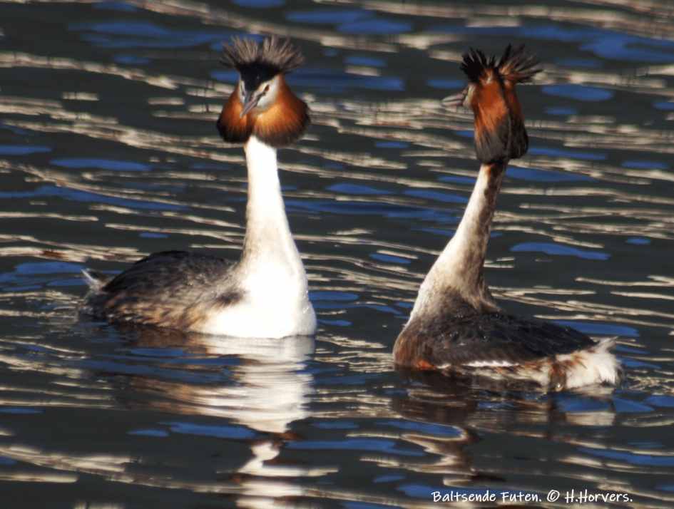 Baltsende Futen - Vogels - Baltsende Futen