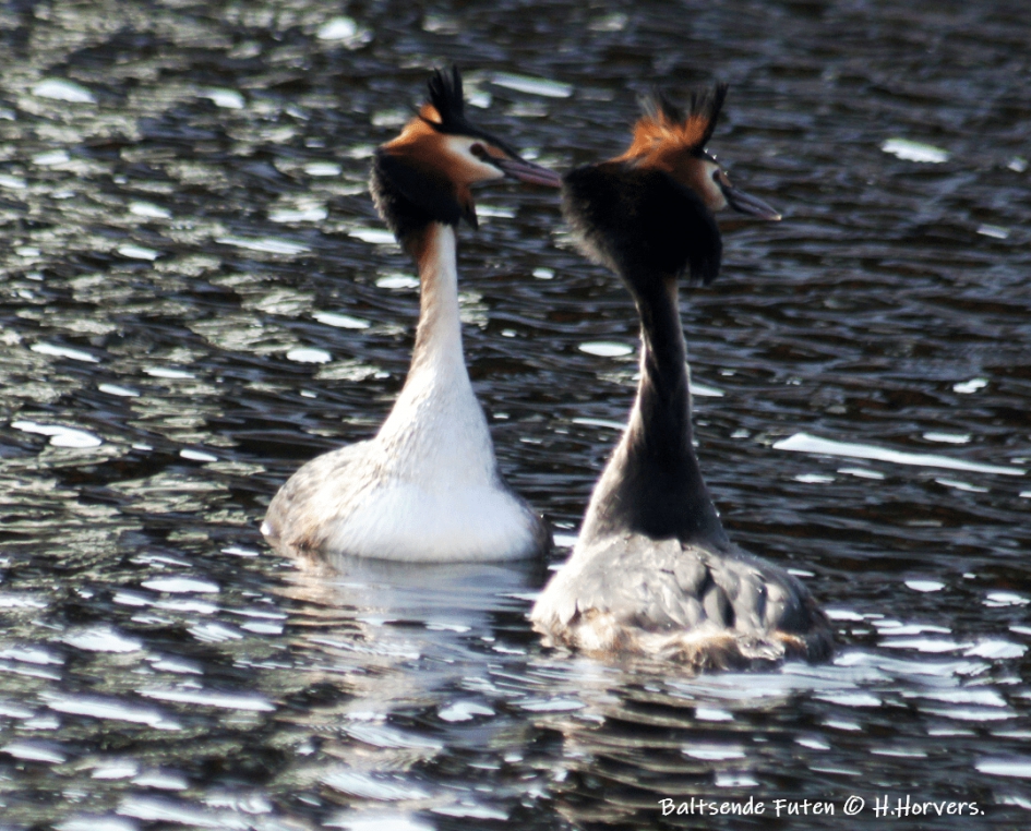 Baltsende Futen - Vogels - Baltsende Futen