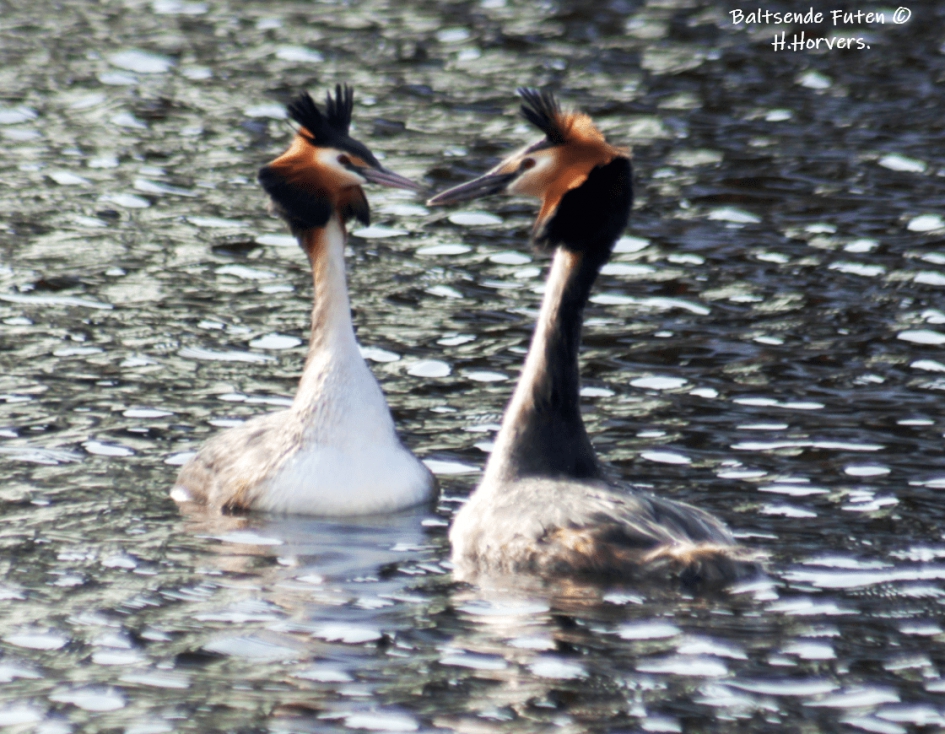 Baltsende Futen - Vogels - Baltsende Futen