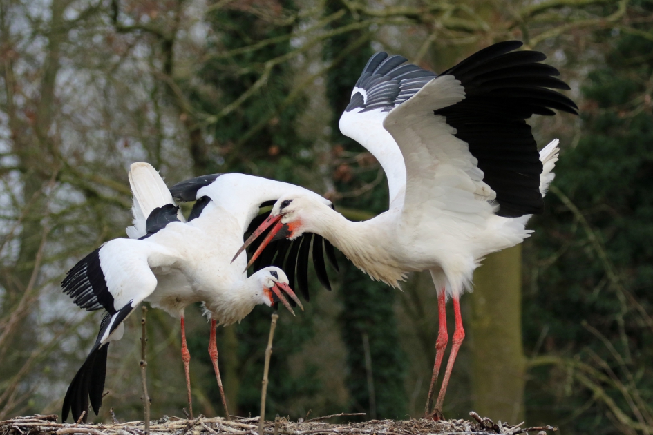 Baltsende ooievaars - Vogels - 