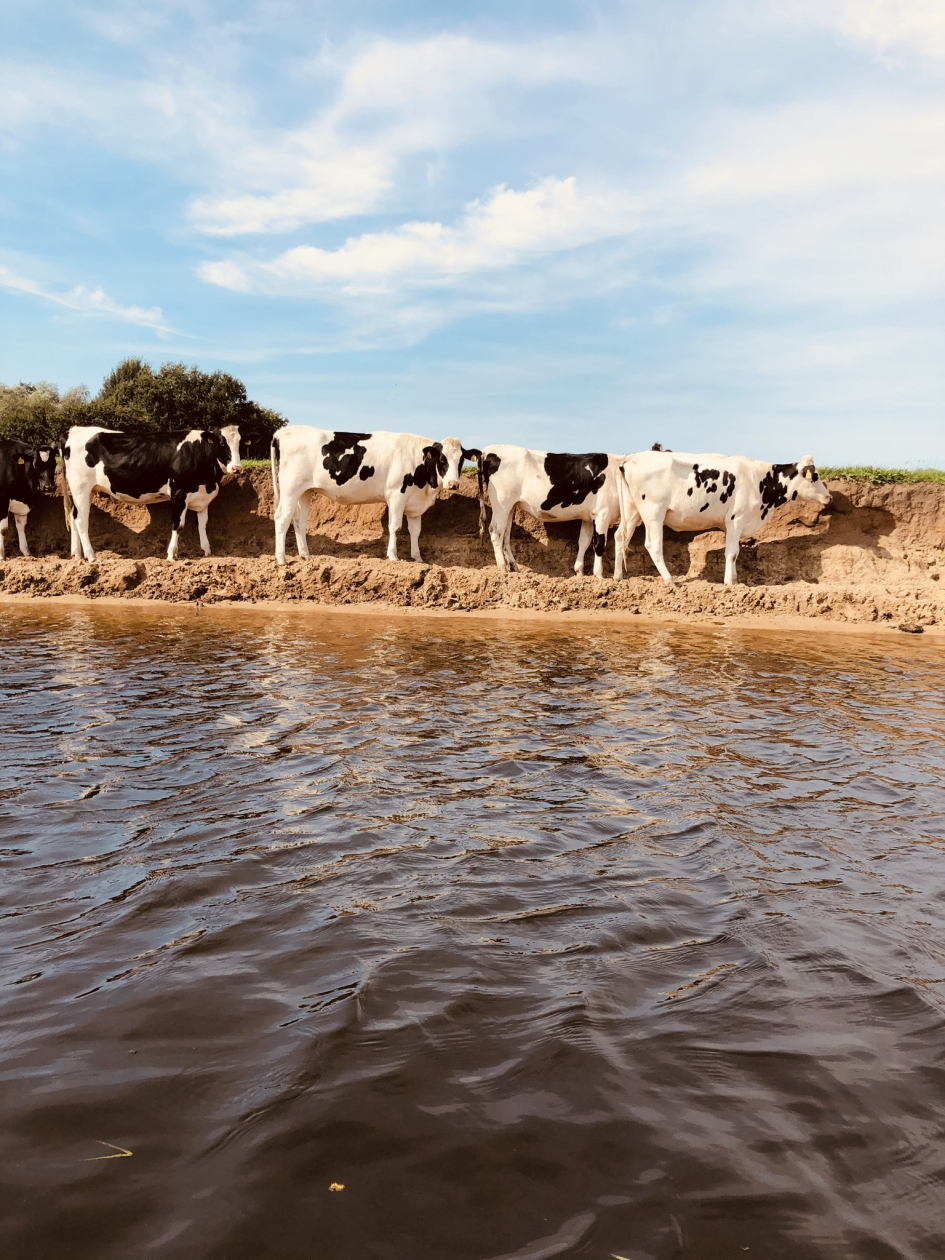 Beide verrast - Zoogdieren - Koe