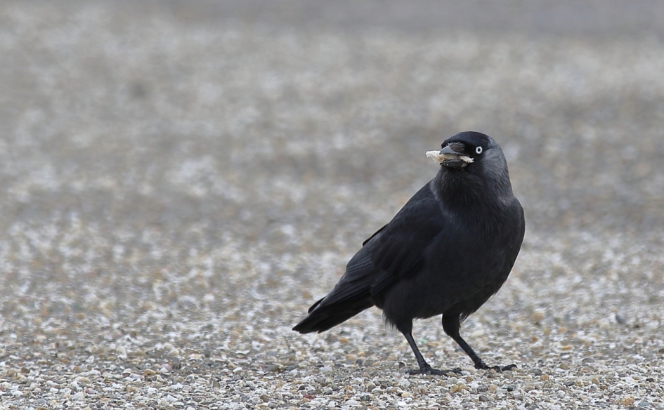 betrapt - Vogels - kauw