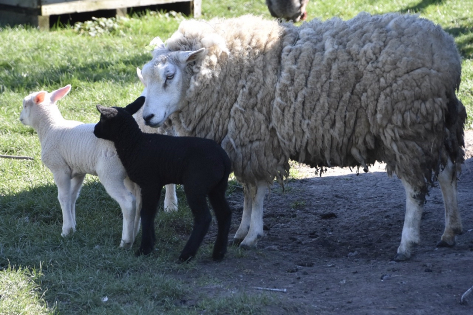 Black and white - Zoogdieren - 