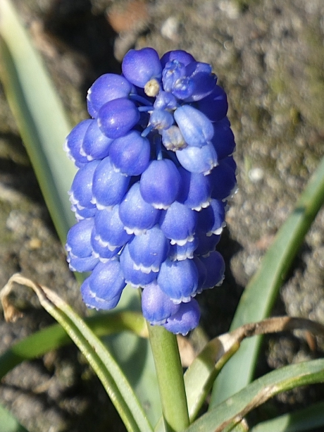 Blauw druifje