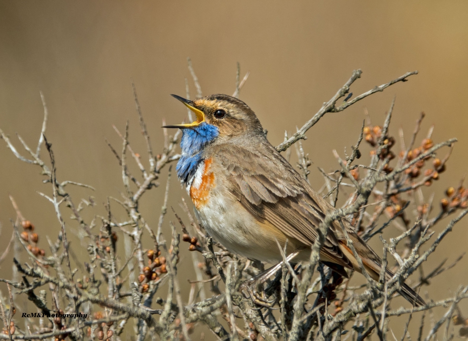 Blauwborst. - Vogels - Blauwborst.