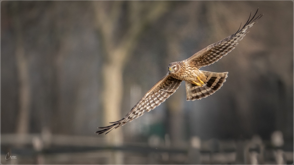 Blauwe kiekendief - Vogels - Blauwe kiekendief