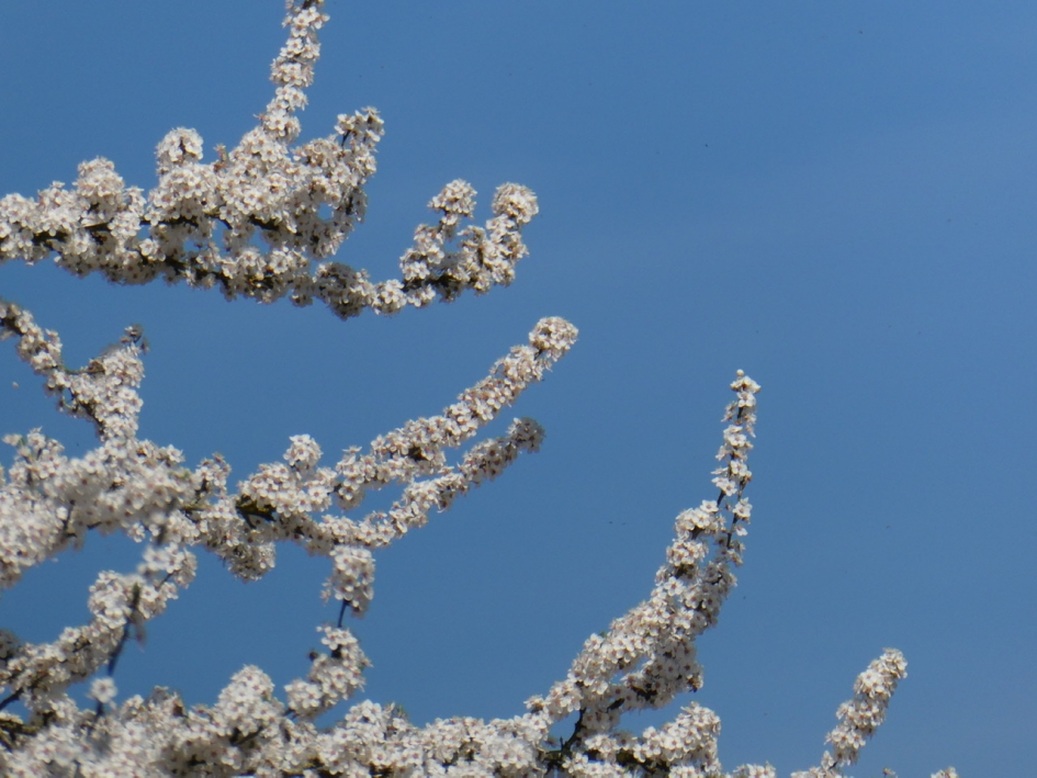 Bloesem 2 - Planten - 