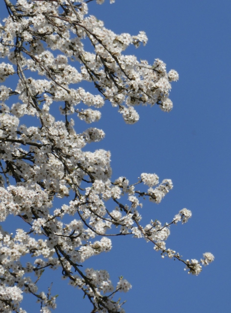 Bloesem en blauwe lucht