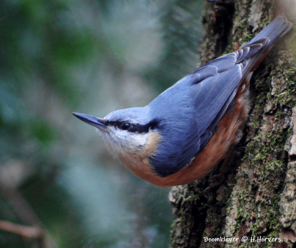 Boomklever. - Vogels - Boomklever.