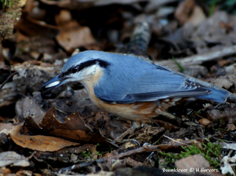 Boomklever. - Vogels - Boomklever.