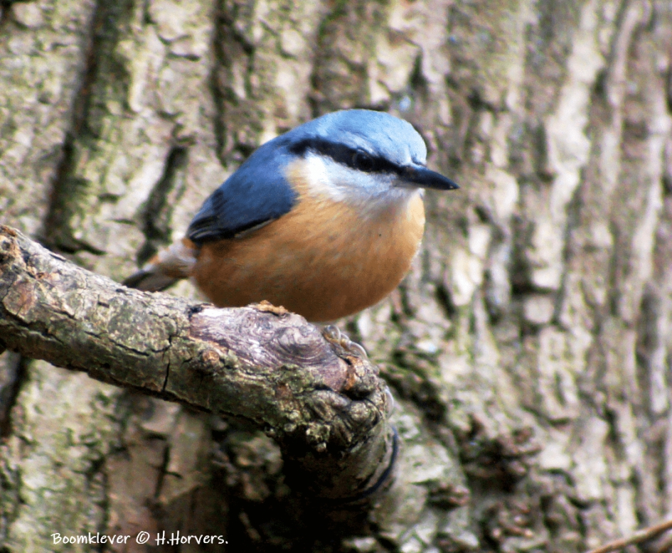 Boomklever. - Vogels - Boomklever.