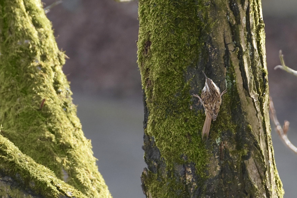 Boomkruiper - Vogels - 