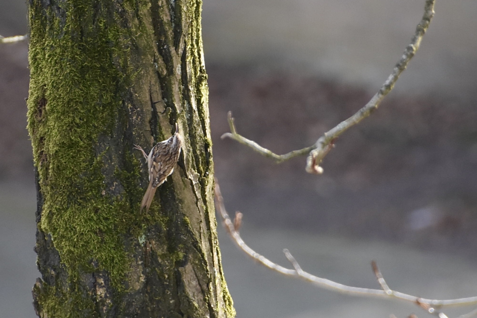 Boomkruiper - Vogels - 