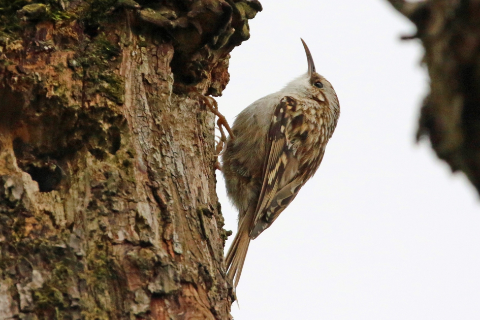 Boomkruiper - Vogels - 