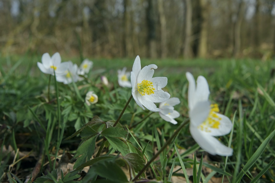 Bosanemoon - Planten - Bosanemoon