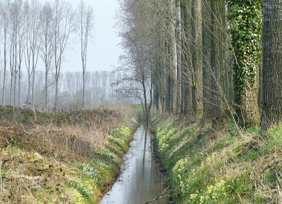 Bosanemoon en Sleutelbloem in Coulisselandschap - Weer en landschap - Coulisselandschap