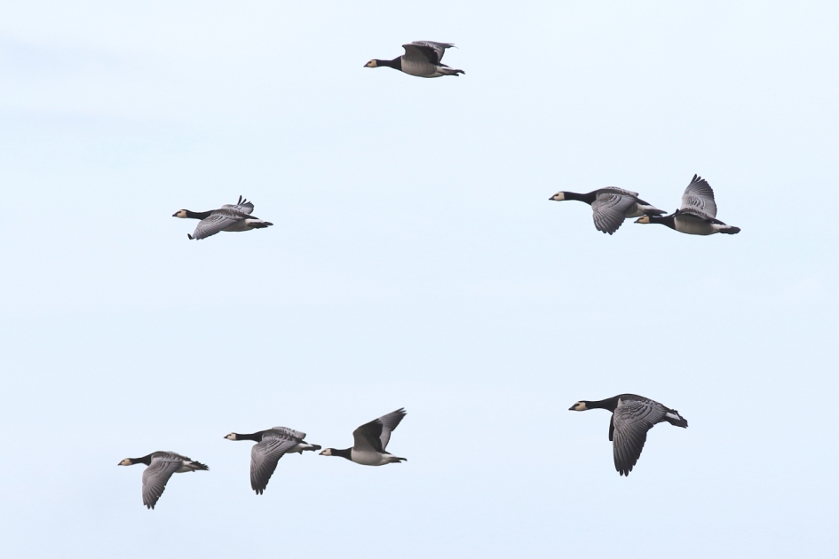 brandgans - Vogels - brandgans