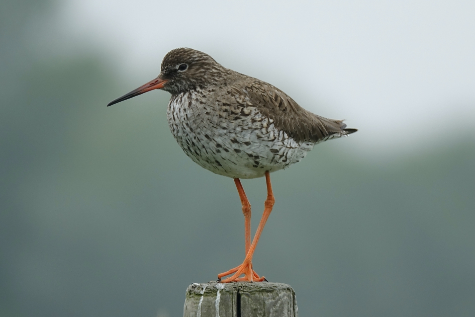 Breekbaar #Puzzel - Vogels - Tureluur