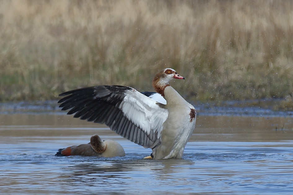 Bukken!! - Vogels - nijlgans