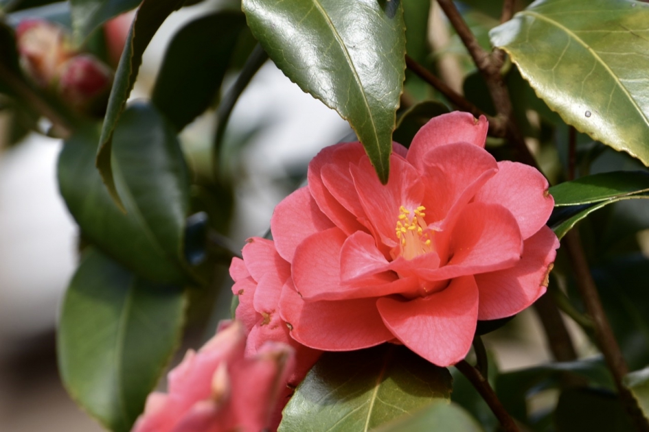 Camelia - Planten - 