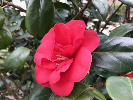 Camelia