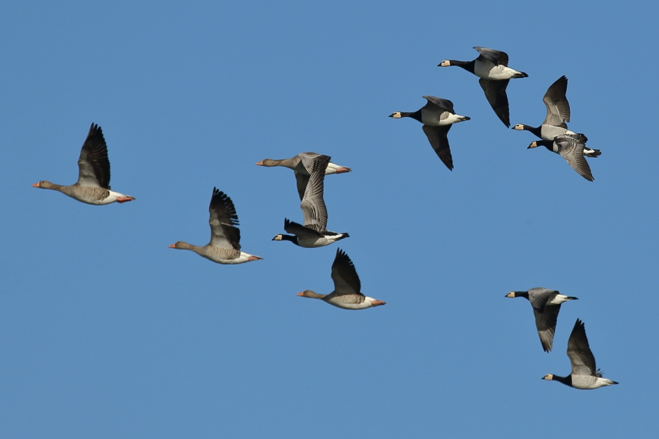 combi-elftal - Vogels - 