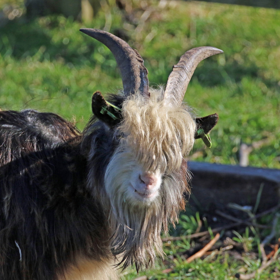 Coronakapsel - Zoogdieren - 