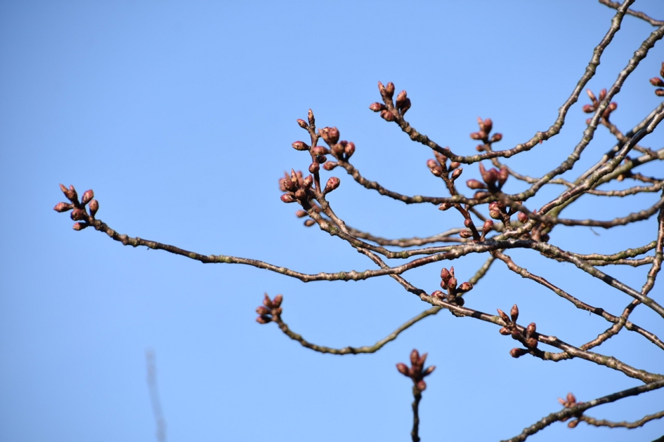 De boom ernaast - Planten - 