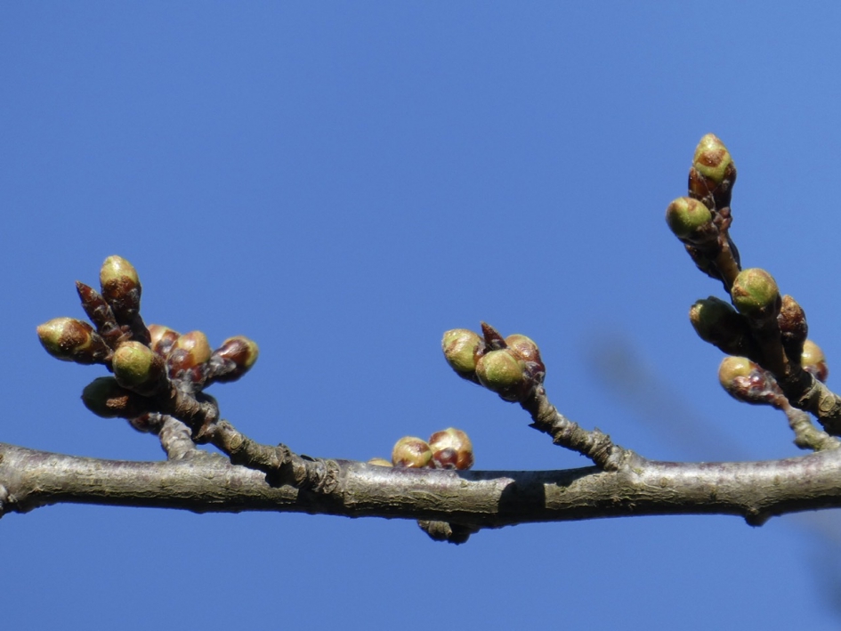 De eerste knoppen... - Planten - 