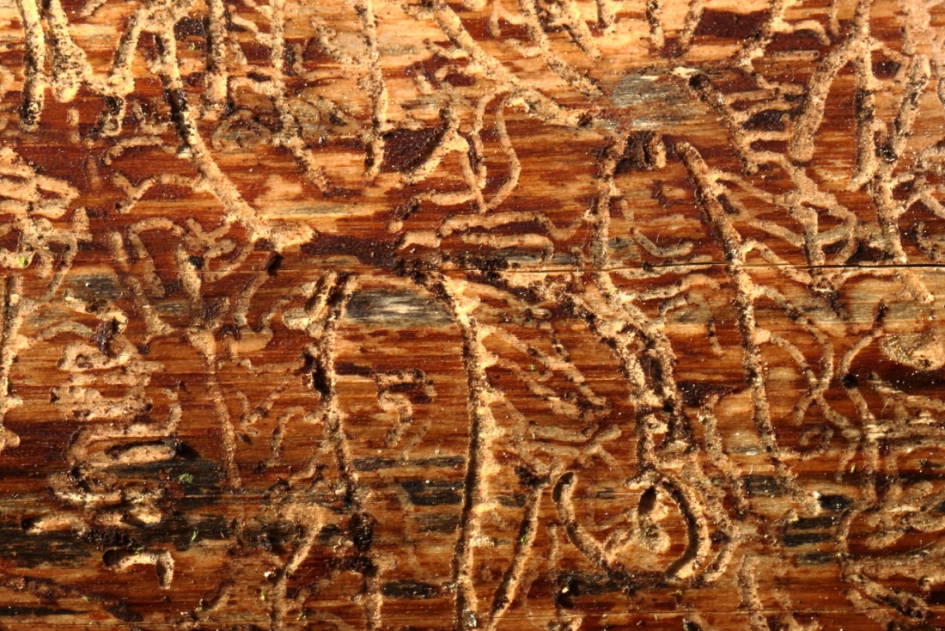 de gangmaker - Geleedpotigen - schorskever