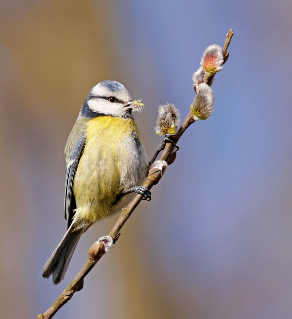 De lente is begonnen pimpelmees sloopt wilgekatjes - Vogels - pimpelmees