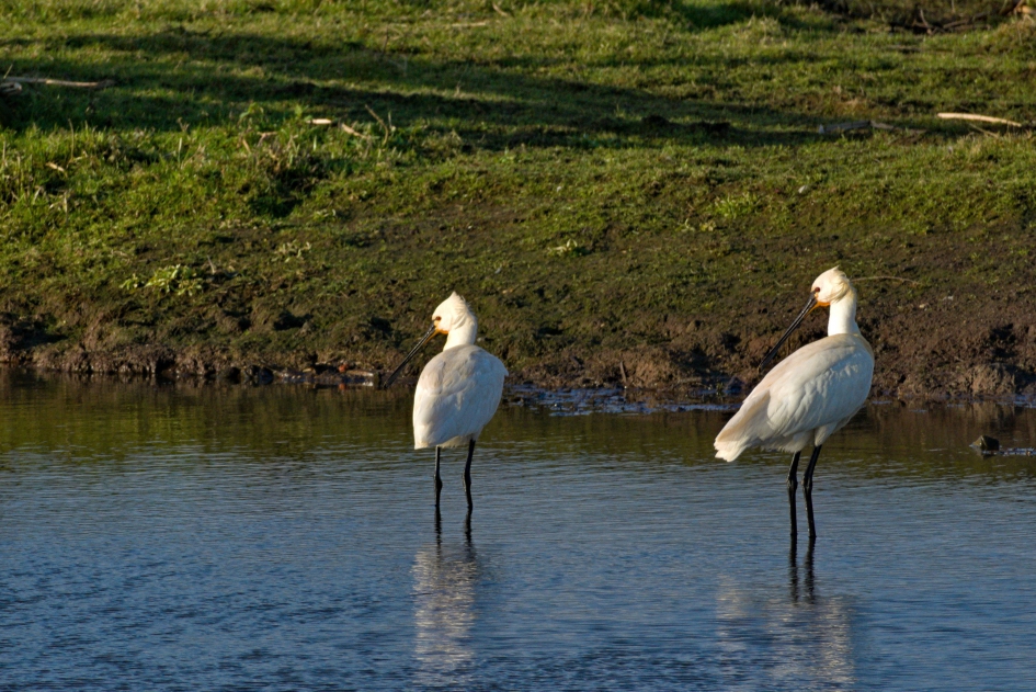 De Lepelaars zijn er weer - Vogels - 