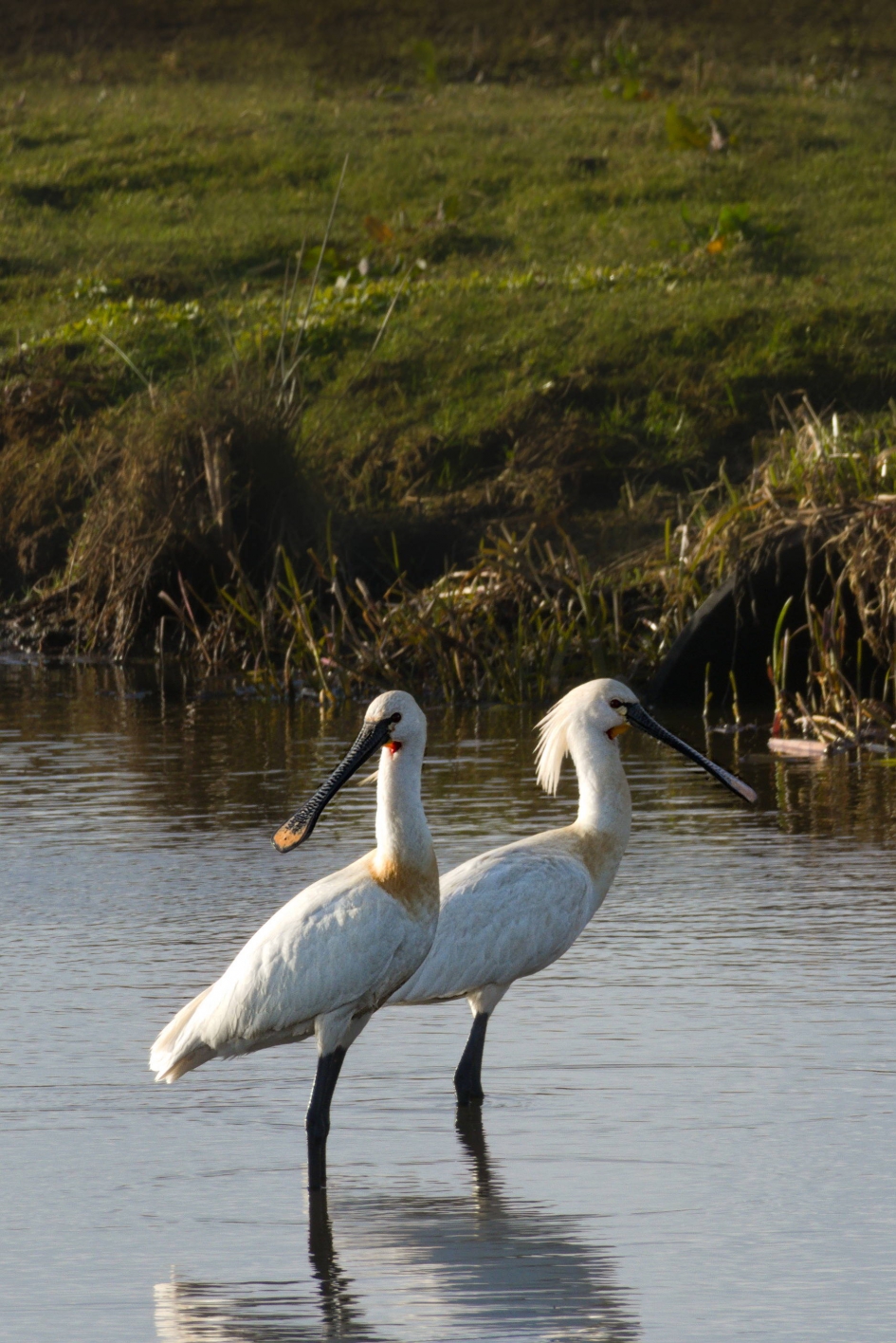 De Lepelaars zijn er weer - Vogels - Lepelaar
