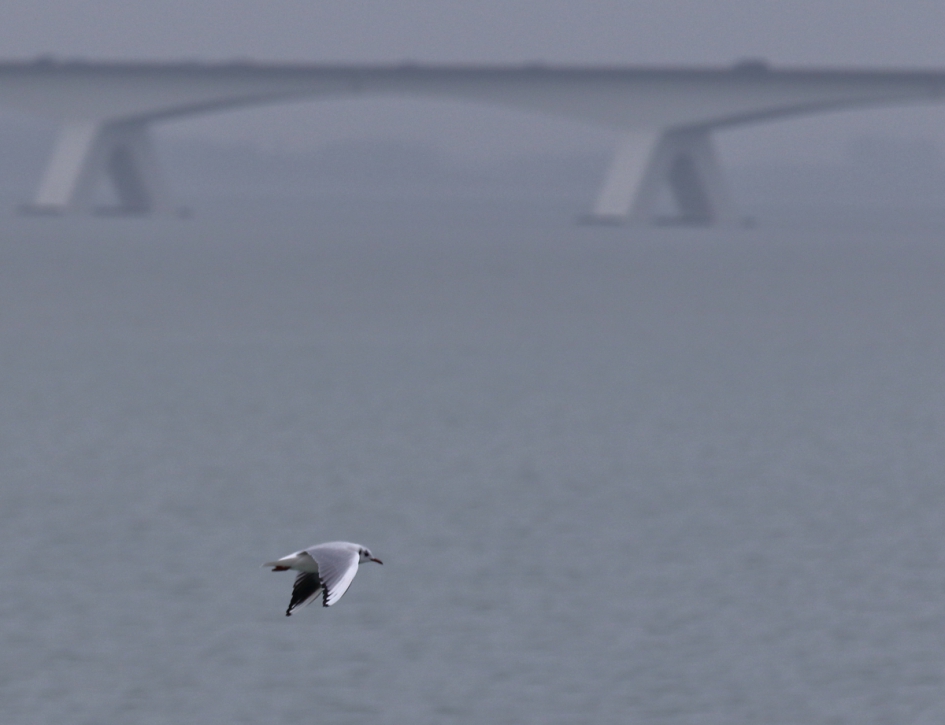 dilemma - Vogels - kokmeeuw [winterkleed]