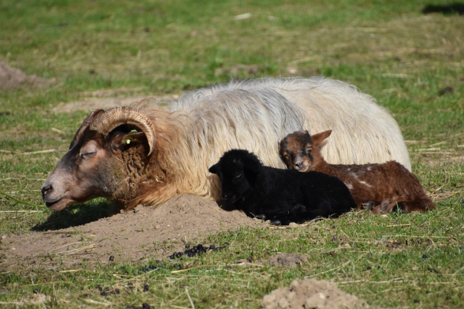 Drents heideschaap - Zoogdieren - 