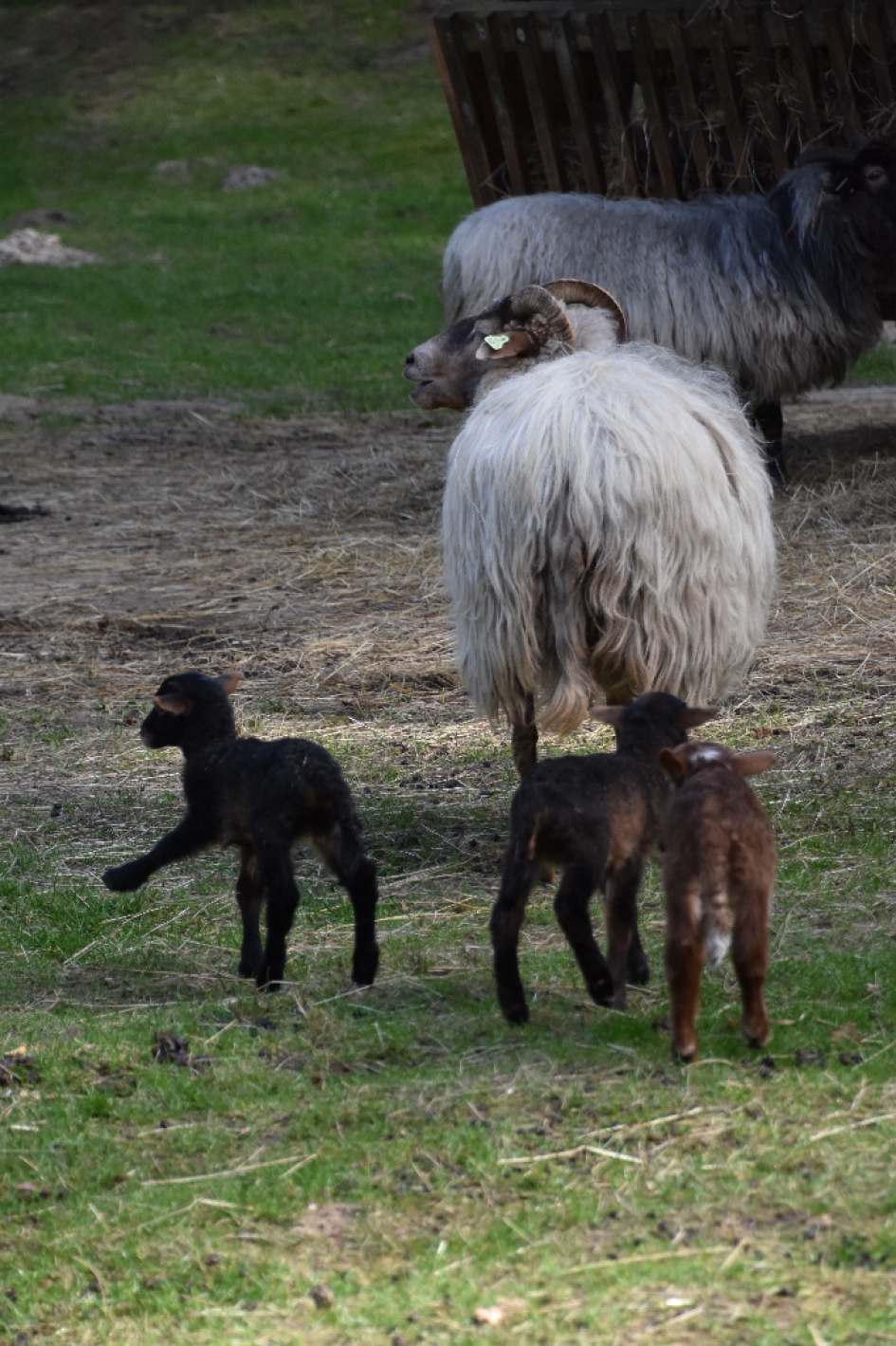 Drents heideschaap... - Zoogdieren - 