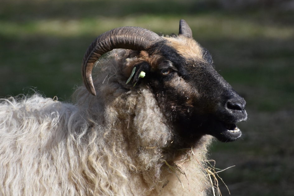 Drents heideschaap - Zoogdieren - 