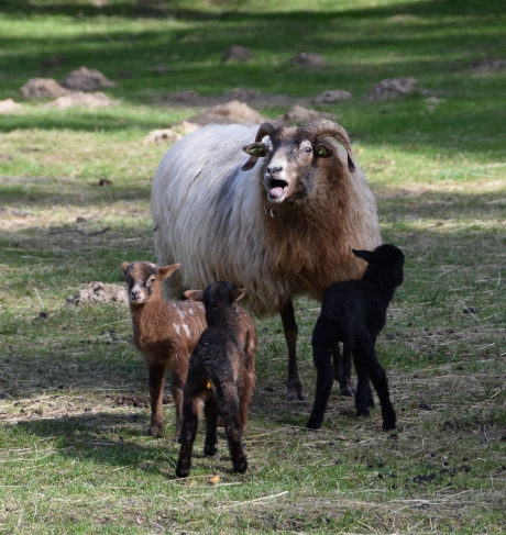 Drents heideschaap met lammetjes