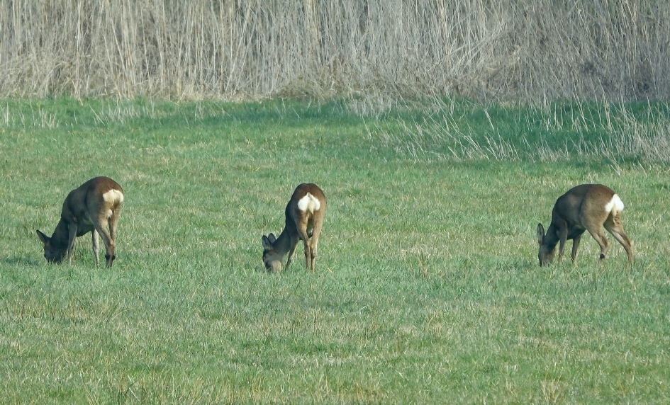 Drie Kontjes Hoog - Zoogdieren - Ree
