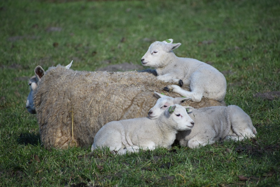 Drieling - Zoogdieren - 