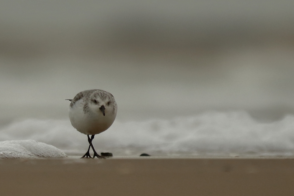 drieteenstrandloper - Vogels - drieteenstrandloper