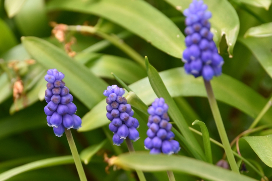 Druifjes - Planten - 